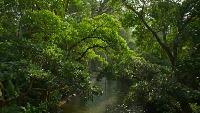 Amazon rainforest continuous flyover video prompt (JavaScript format)