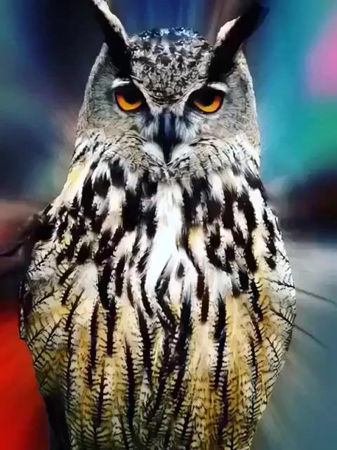 Wise Owl Animation