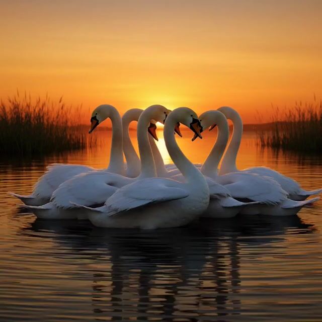 Flock of Swans Taking Flight at Sunset