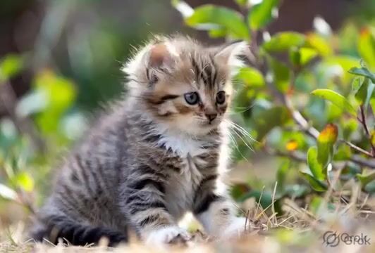 Photograph of a Fluffy Kitten Outdoors