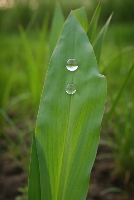 Iris Dew Drop Macro Video