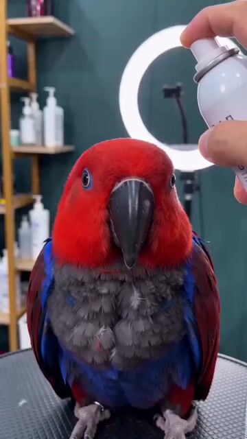 Close-up of a parrot getting a haircut, scene 1