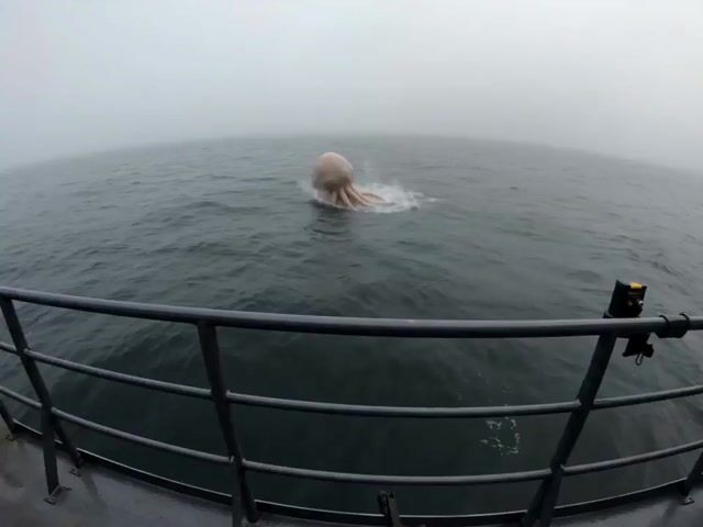 Alien Jellyfish Bodycam Attack