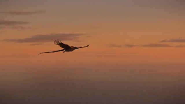 Golden Hour Fire Bird Transformation
